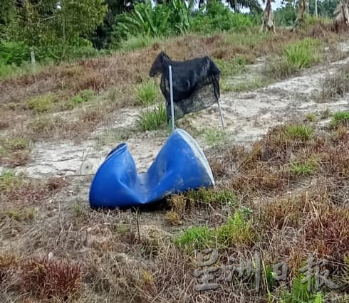 已签发 柔:版二头野象结群入侵,彼咯40段园芭遭殃