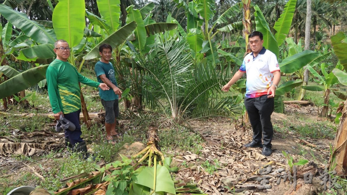 已签发 柔:版二头野象结群入侵,彼咯40段园芭遭殃