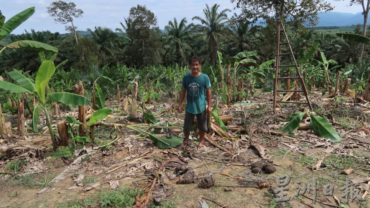 已签发 柔:版二头野象结群入侵,彼咯40段园芭遭殃