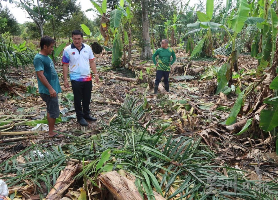 已签发 柔:版二头野象结群入侵,彼咯40段园芭遭殃