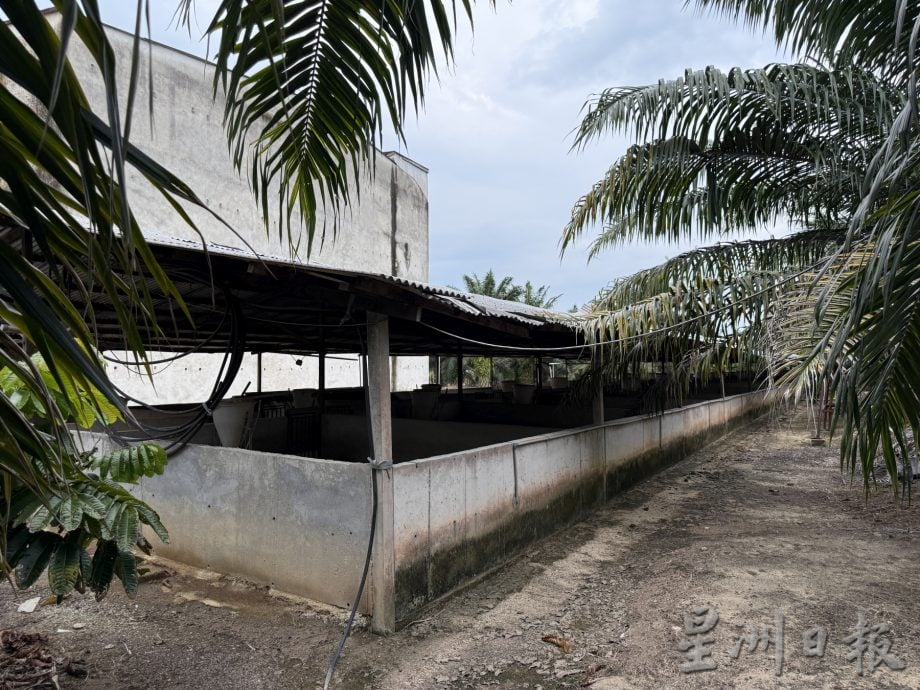 巴也明光猪农停业近4年·邱培栋呼把握契机重振养猪业