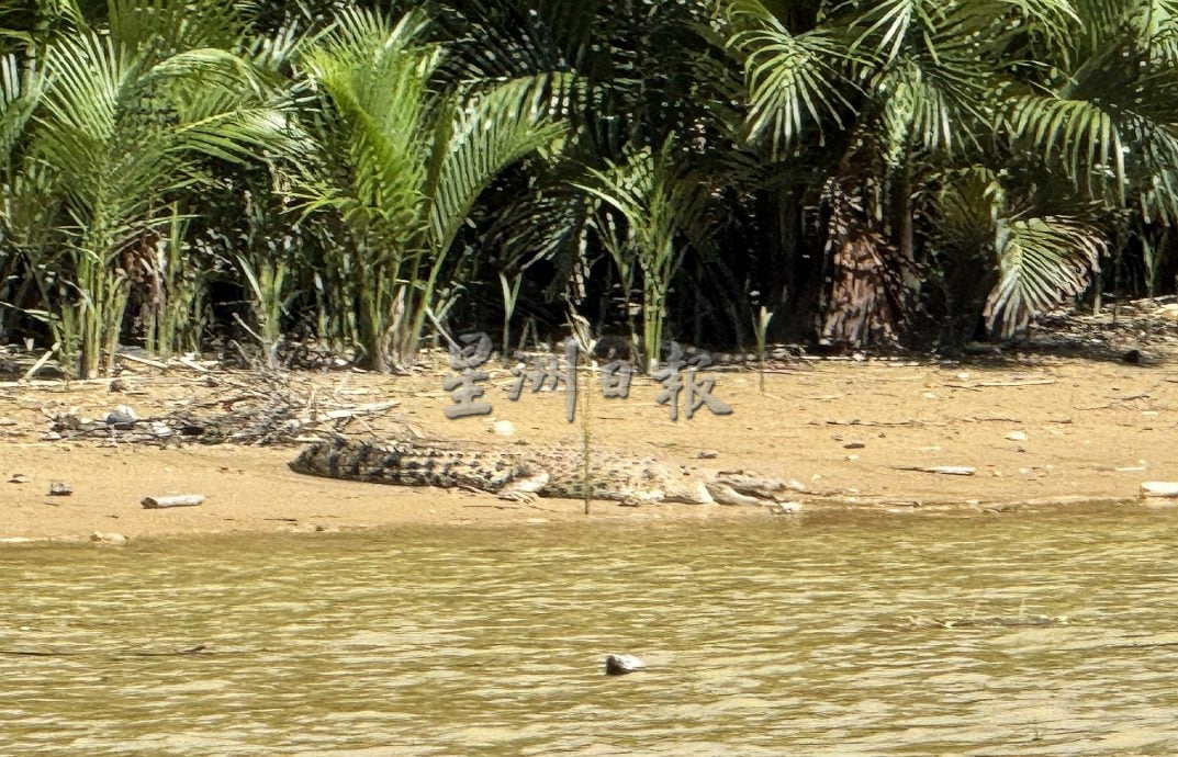 【星角摄】:看鳄鱼咯!