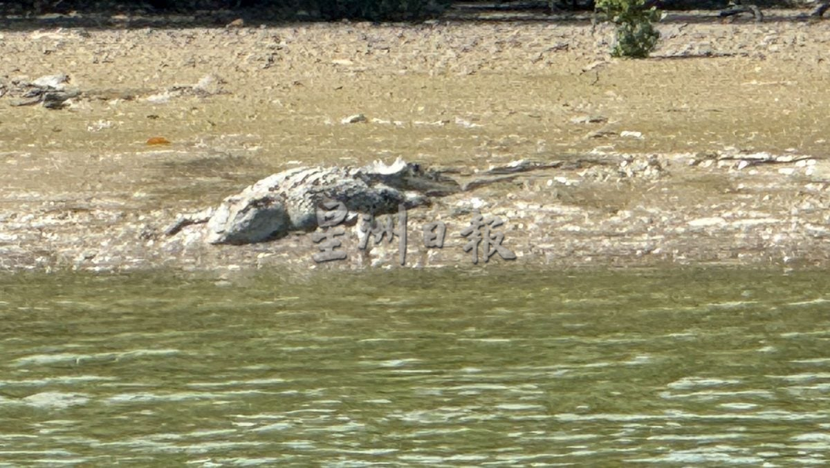 【星角摄】:看鳄鱼咯!