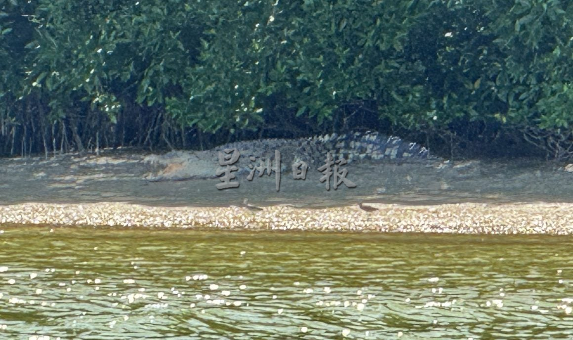 【星角摄】:看鳄鱼咯!