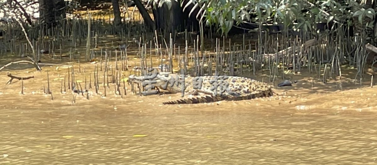 【星角摄】:看鳄鱼咯!