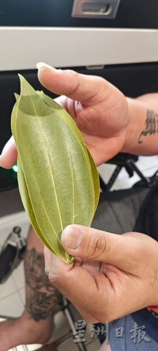 全国:暖势力(尽快刊出):陈颖纬的叶雕人生