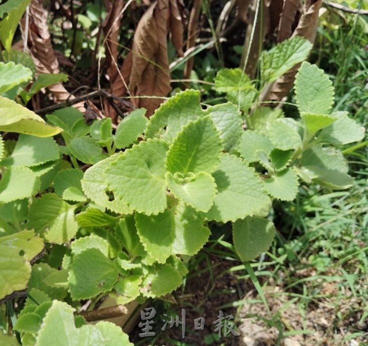 利丰港紫光阁重整草药园 盼继续守护社区健康