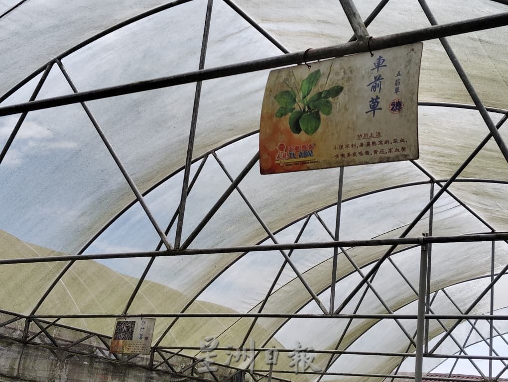 利丰港紫光阁重整草药园 盼继续守护社区健康