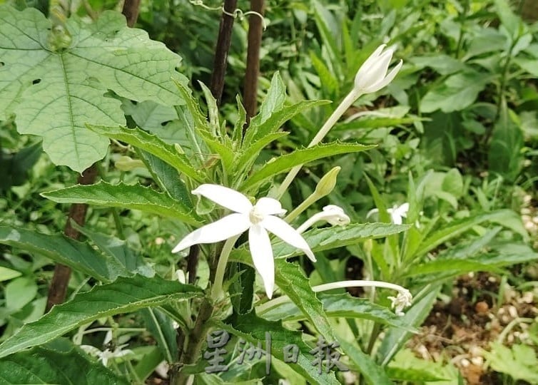 利丰港紫光阁重整草药园 盼继续守护社区健康