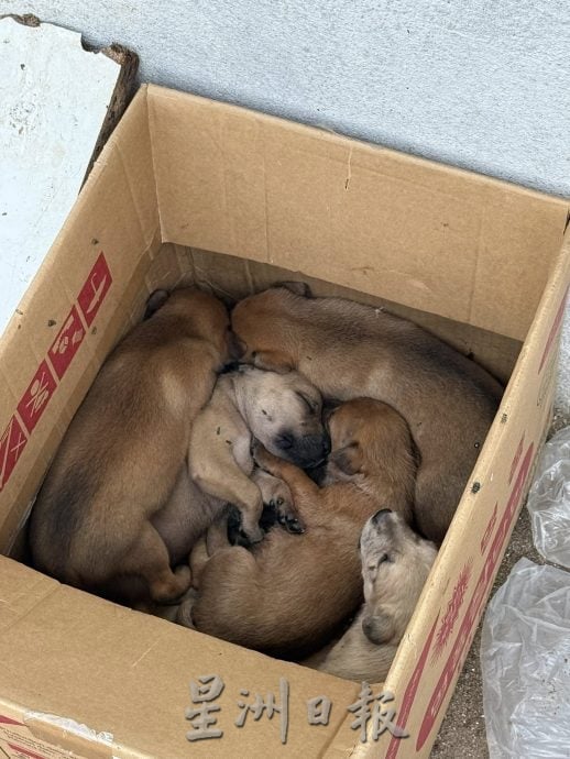 封面-大都会-跟进流浪狗课题/14图