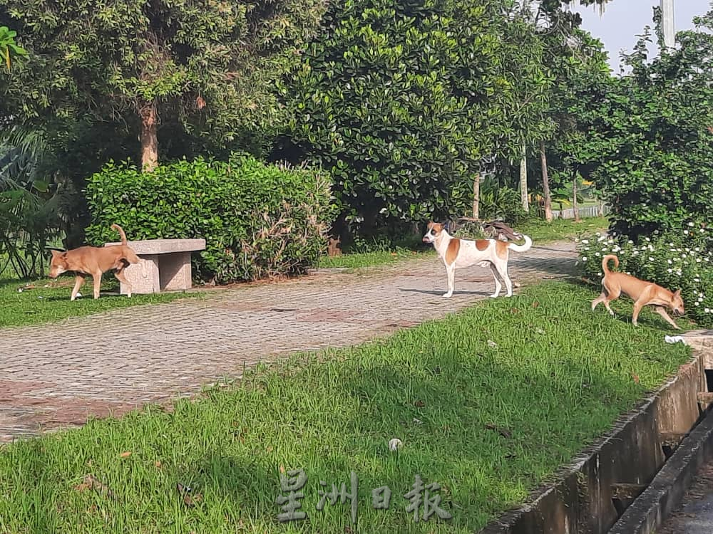 封面-大都会-跟进流浪狗课题/14图