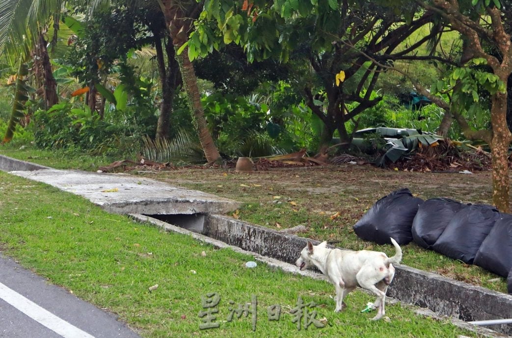 封面-大都会-跟进流浪狗课题/14图