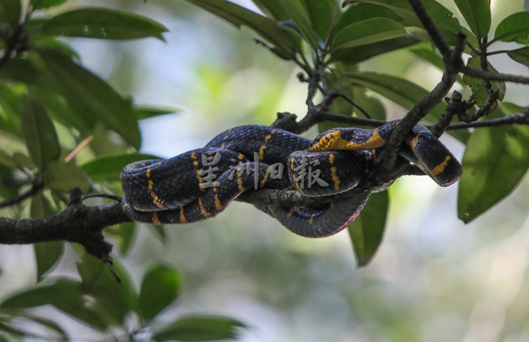 已签发 柔：封面：【特稿】新山城市风景少有红树林净土──甘榜双溪马来由周边