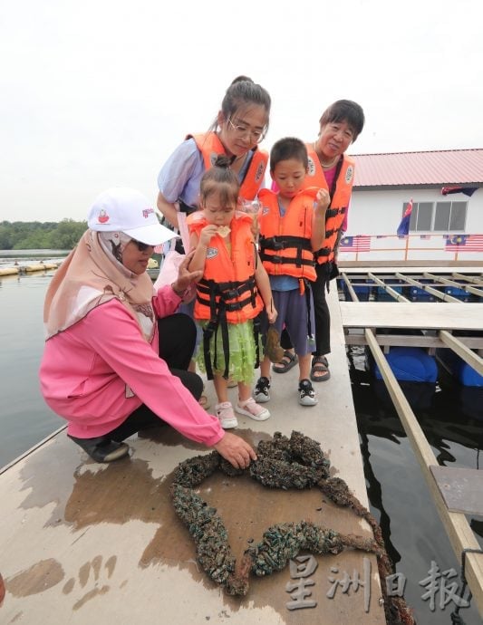 已签发 柔：封面：【特稿】新山城市风景少有红树林净土──甘榜双溪马来由周边