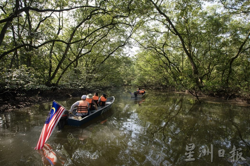 已签发 柔：封面：【特稿】新山城市风景少有红树林净土──甘榜双溪马来由周边
