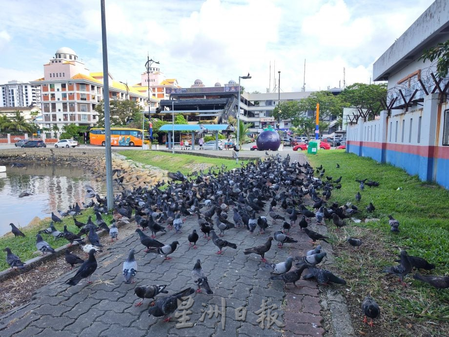 柔:民生特工队:乌鸦鸽子为患 士都兰海边卫生引关注