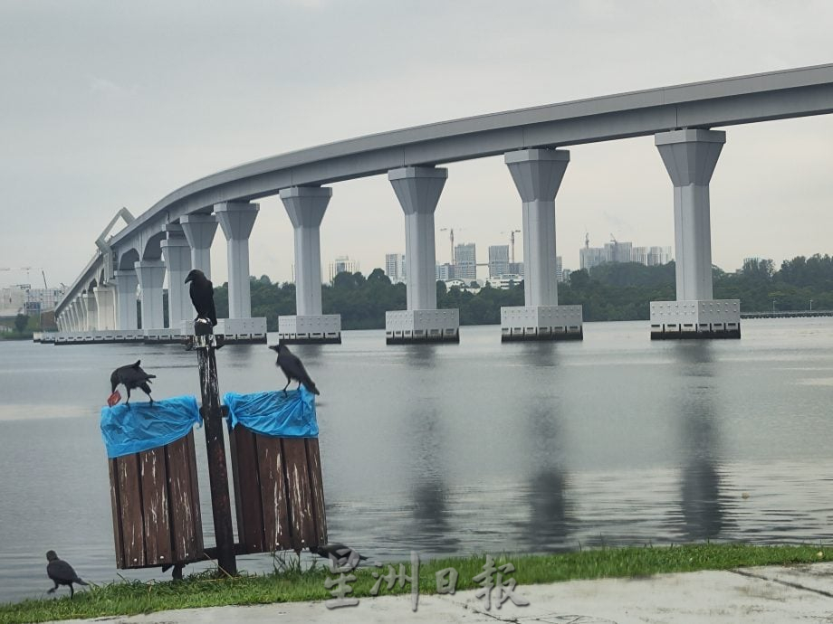柔:民生特工队:乌鸦鸽子为患 士都兰海边卫生引关注