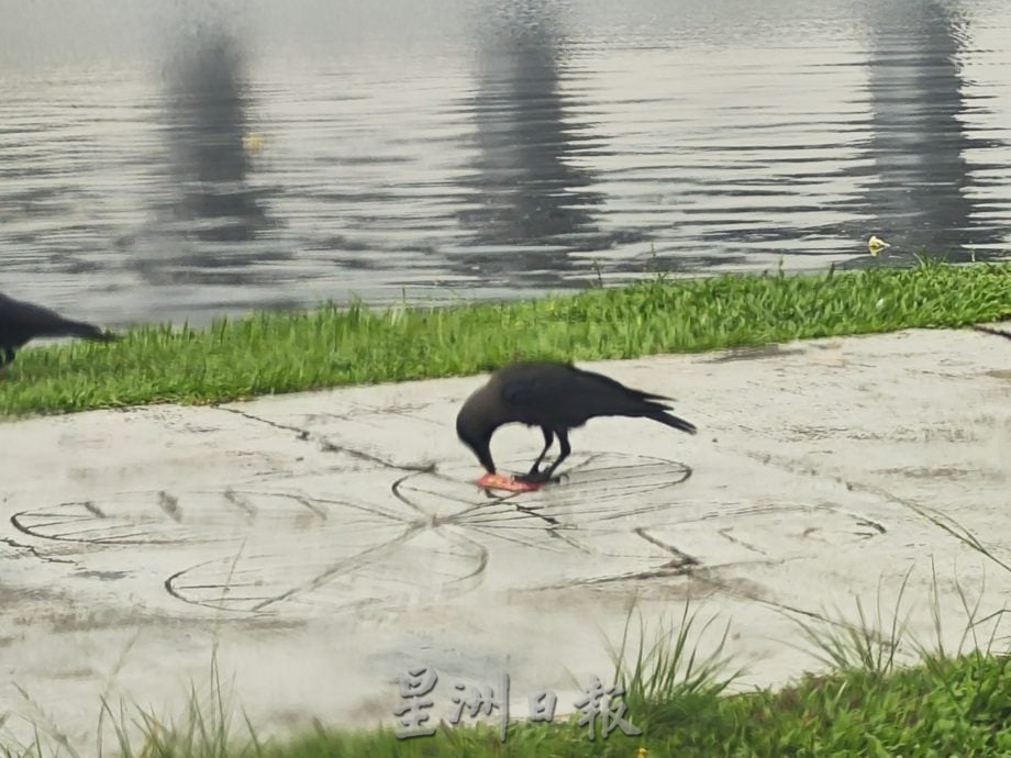 柔:民生特工队:乌鸦鸽子为患 士都兰海边卫生引关注