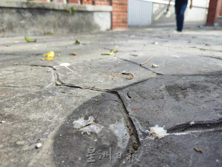 柔:民生特工队:乌鸦鸽子为患 士都兰海边卫生引关注