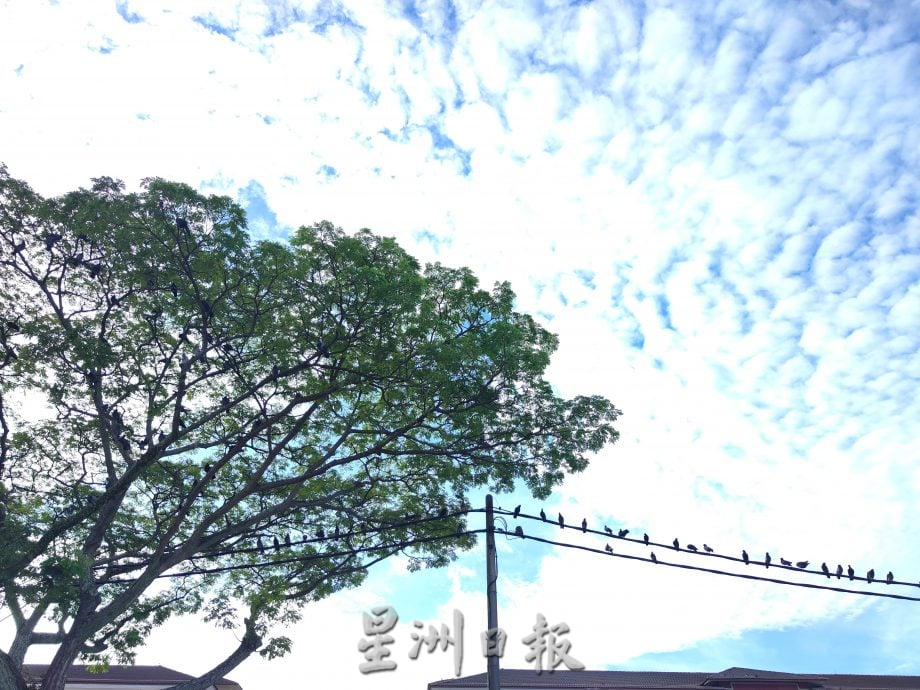 柔:民生特工队:乌鸦鸽子为患 士都兰海边卫生引关注