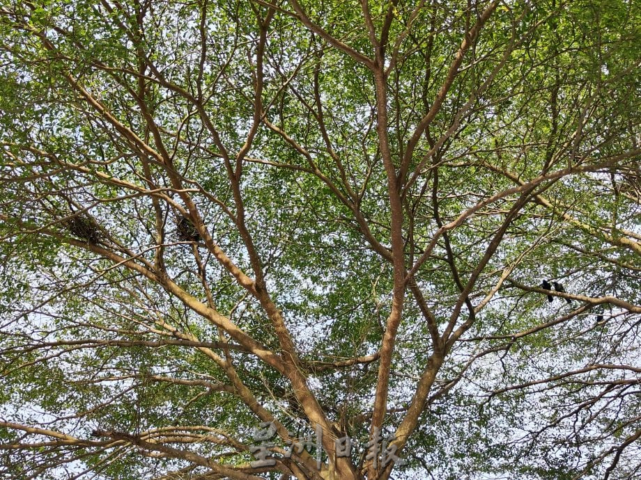 柔:民生特工队:乌鸦鸽子为患 士都兰海边卫生引关注