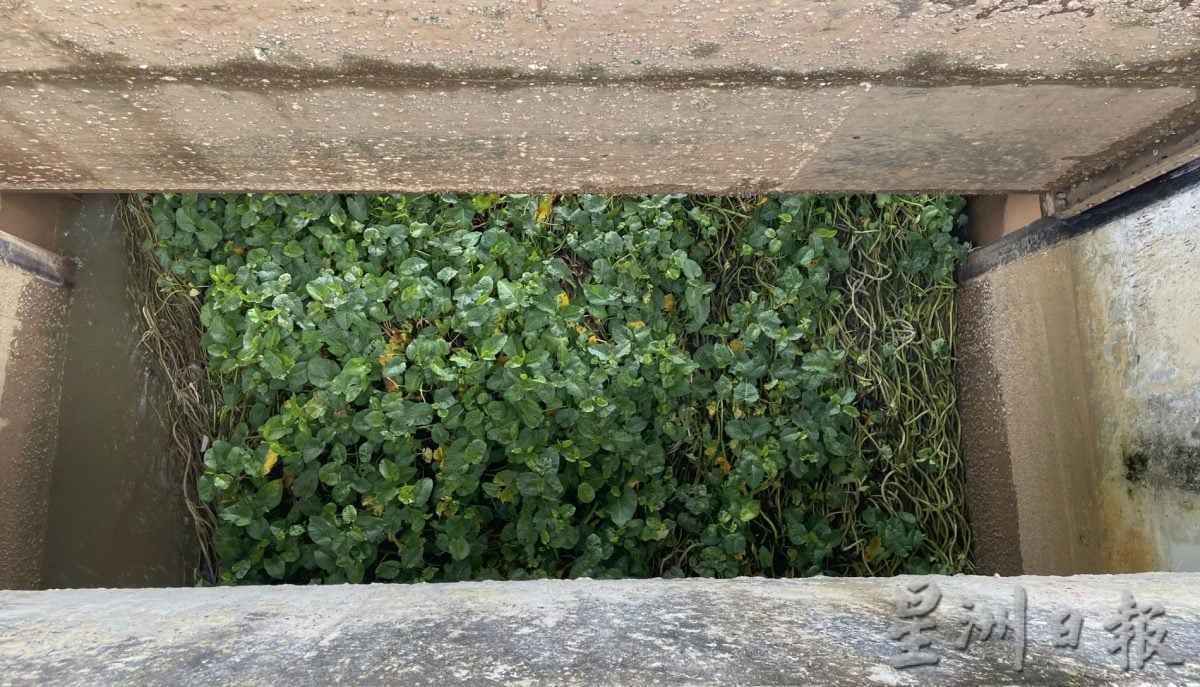 (古城封面主文)吉里望水闸门口成“绿色植物海”·民忧引发水灾