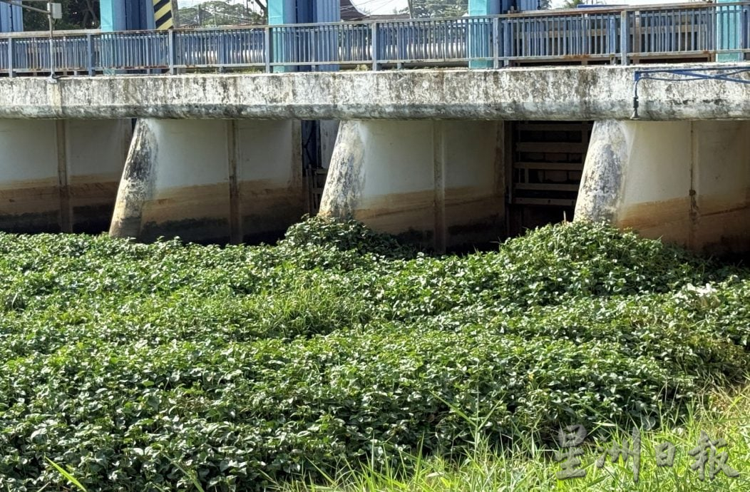 (古城封面主文)吉里望水闸门口成“绿色植物海”·民忧引发水灾