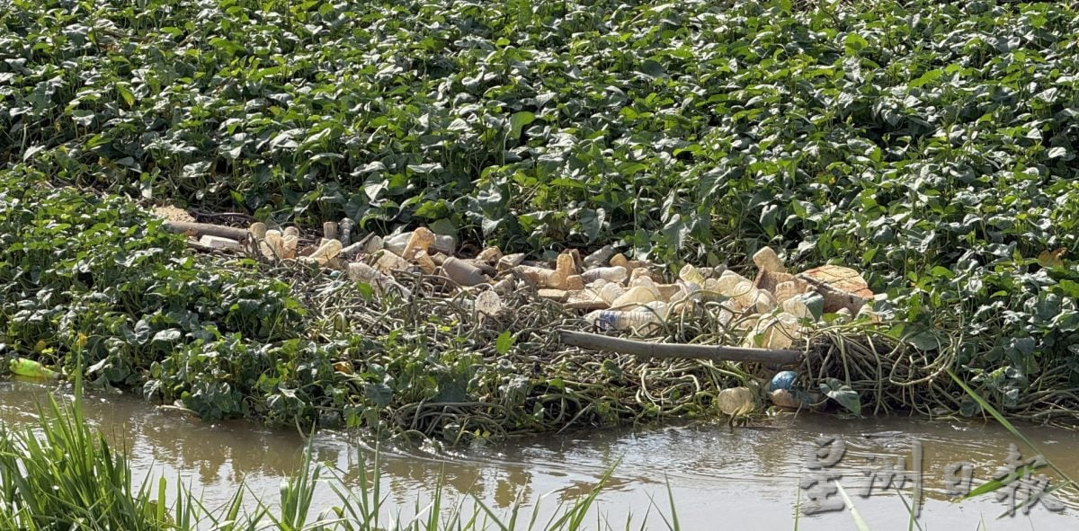 (古城封面主文)吉里望水闸门口成“绿色植物海”·民忧引发水灾