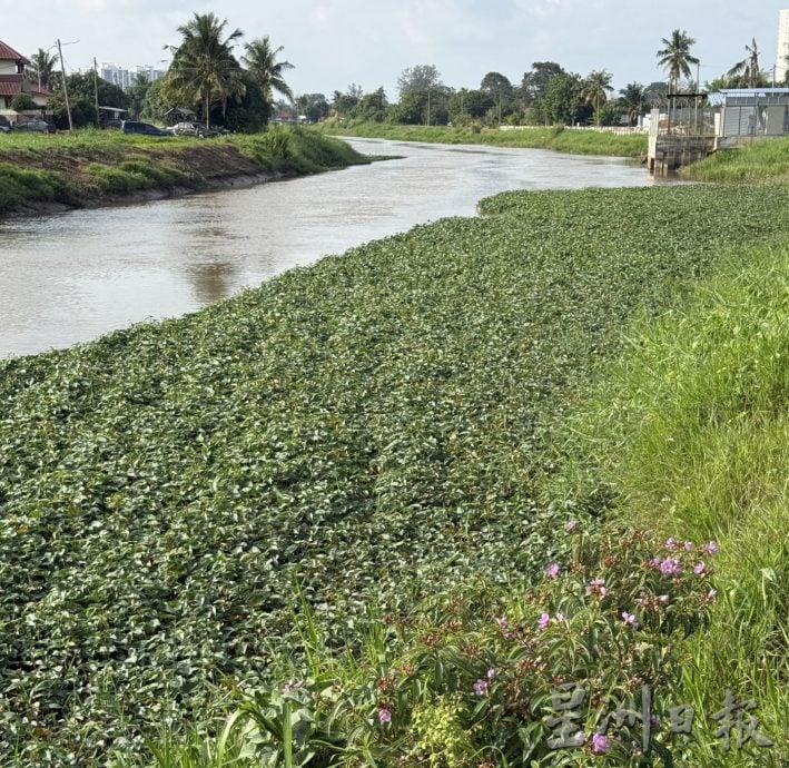 (古城封面主文)吉里望水闸门口成“绿色植物海”·民忧引发水灾