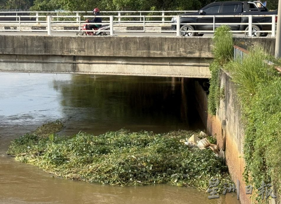 (古城封面主文)吉里望水闸门口成“绿色植物海”·民忧引发水灾