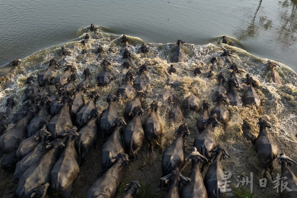星角摄(9月18日):水牛渡河