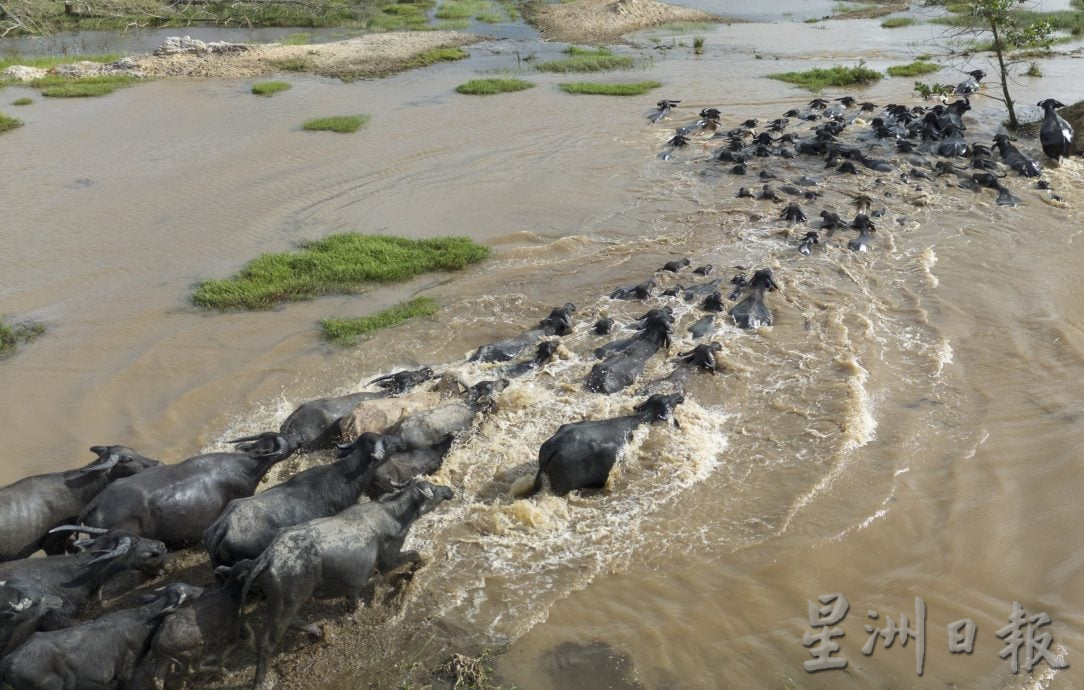 星角摄(9月18日):水牛渡河