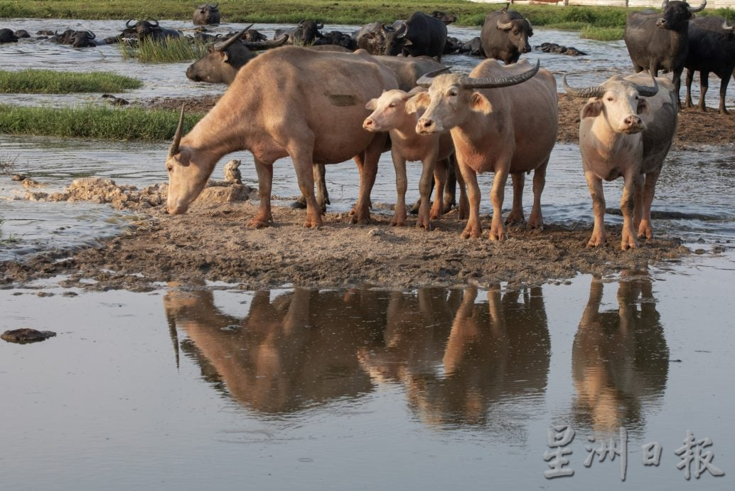星角摄(9月18日):水牛渡河
