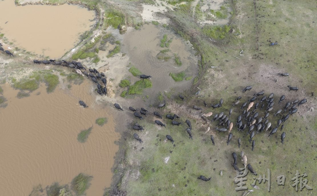 星角摄(9月18日):水牛渡河