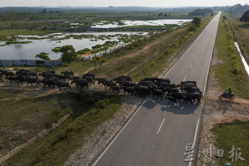星角摄(9月18日):水牛渡河