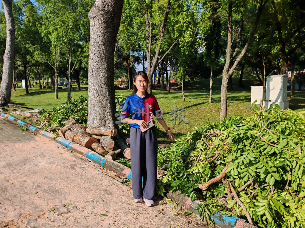 （古城封面副文）武吉士灵烈粗树干掉落，所幸没有人员伤亡