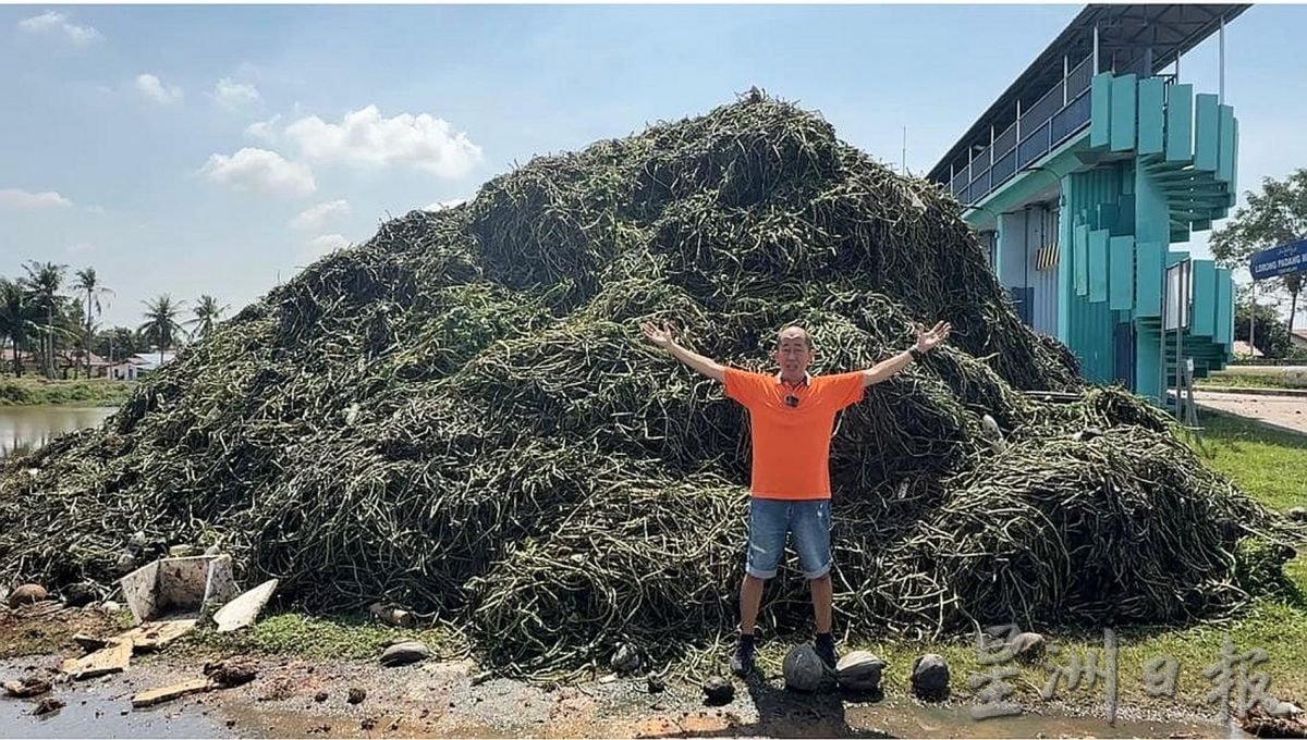 （古城第三版主文）水闸口堆出10尺高浮萍垃圾山·如火如荼清理预防水灾