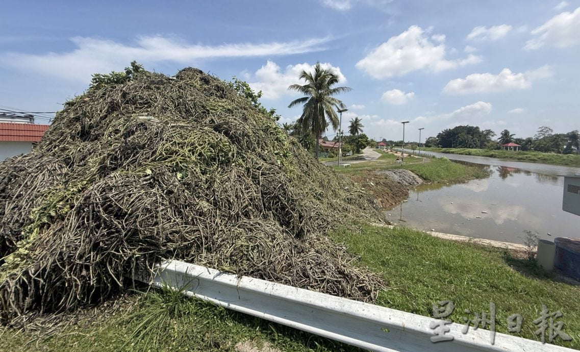 （古城第三版主文）水闸口堆出10尺高浮萍垃圾山·如火如荼清理预防水灾