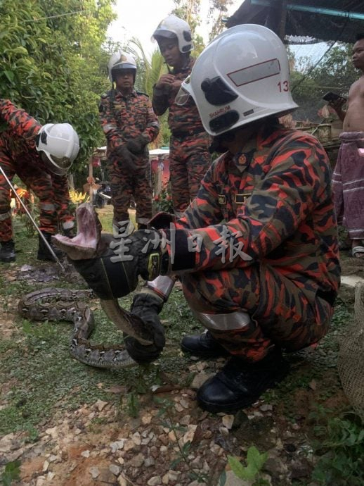 已签发（大北马）清晨鸡棚异响 村民查看吓坏 4公尺长巨蟒正吞鸡！