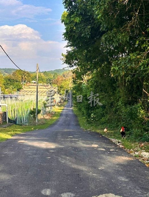 供星洲网：双溪山打英村道路提升带动土地复苏