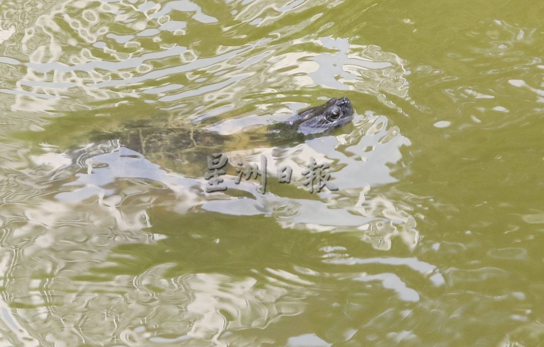 请签发(大都会)本报净化湖水活动/7图