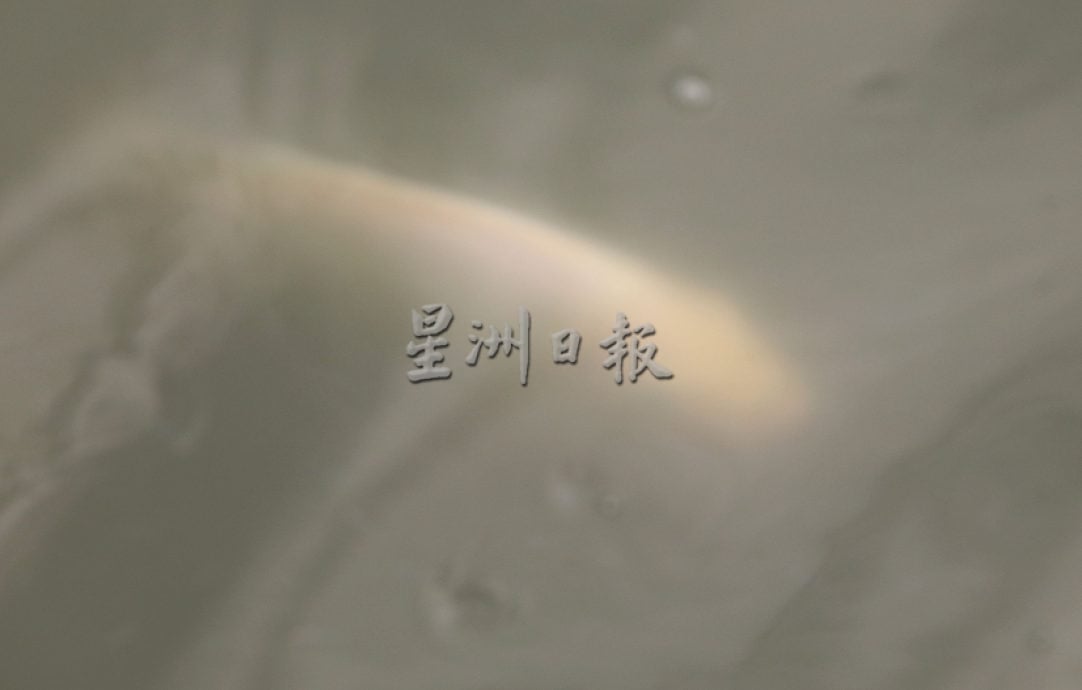 请签发(大都会)本报净化湖水活动/7图