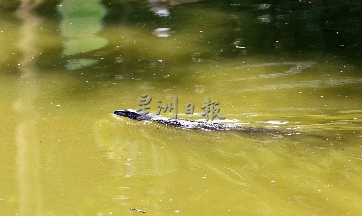 请签发(大都会)本报净化湖水活动/7图