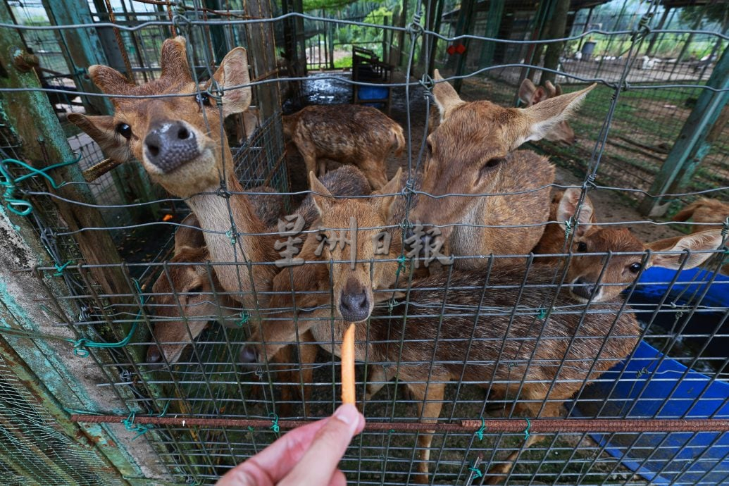 (刊期9月26日)半岛心旅行:“玩转武来岸”,一座交织历史、人情与美食的小镇