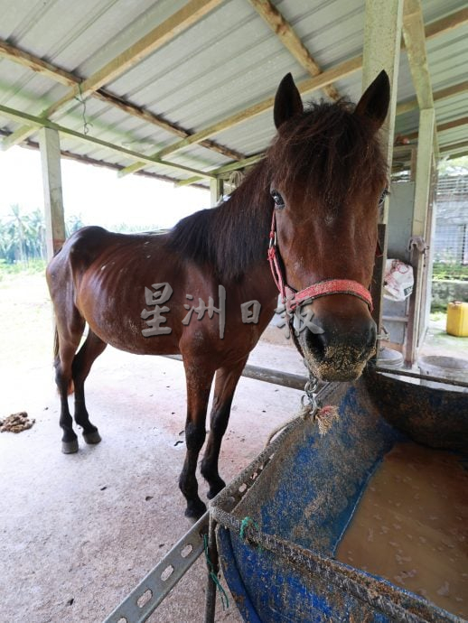 (刊期9月26日)半岛心旅行:“玩转武来岸”,一座交织历史、人情与美食的小镇