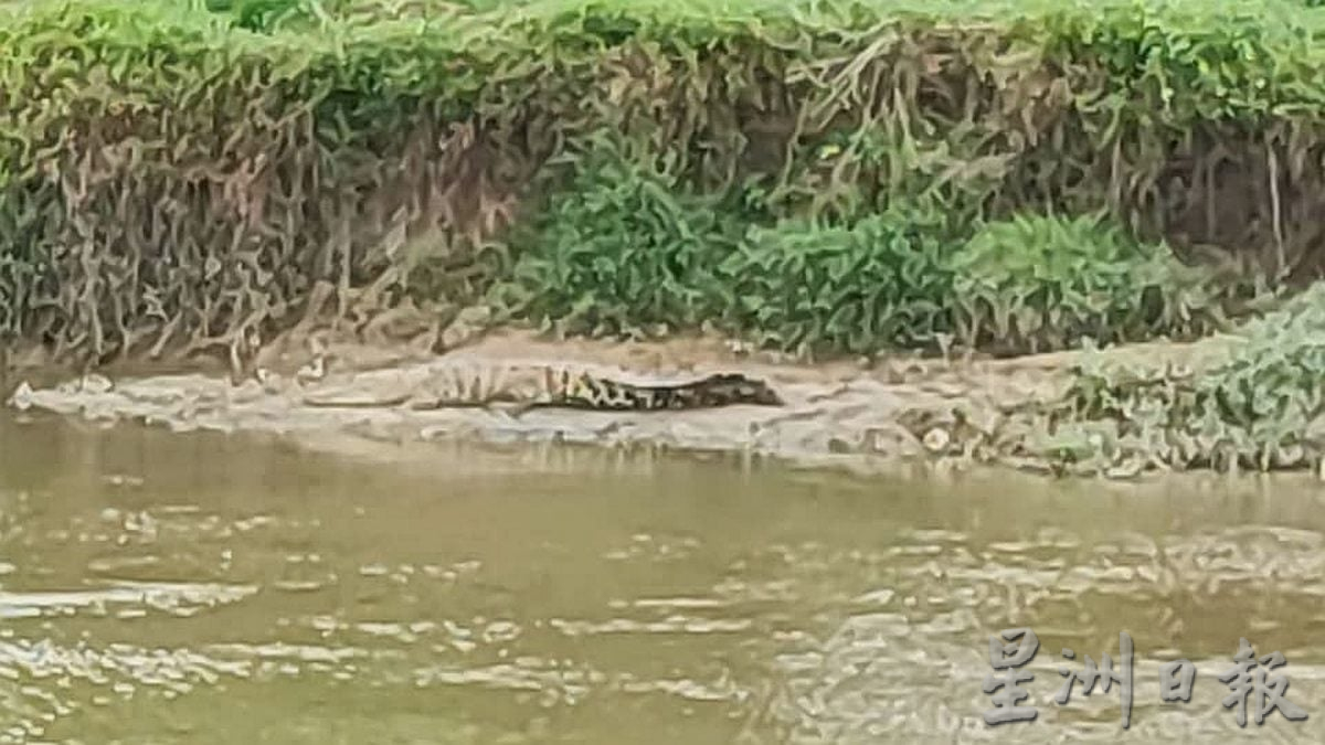 （古城封面副文）鳄鱼随机出现，小心！