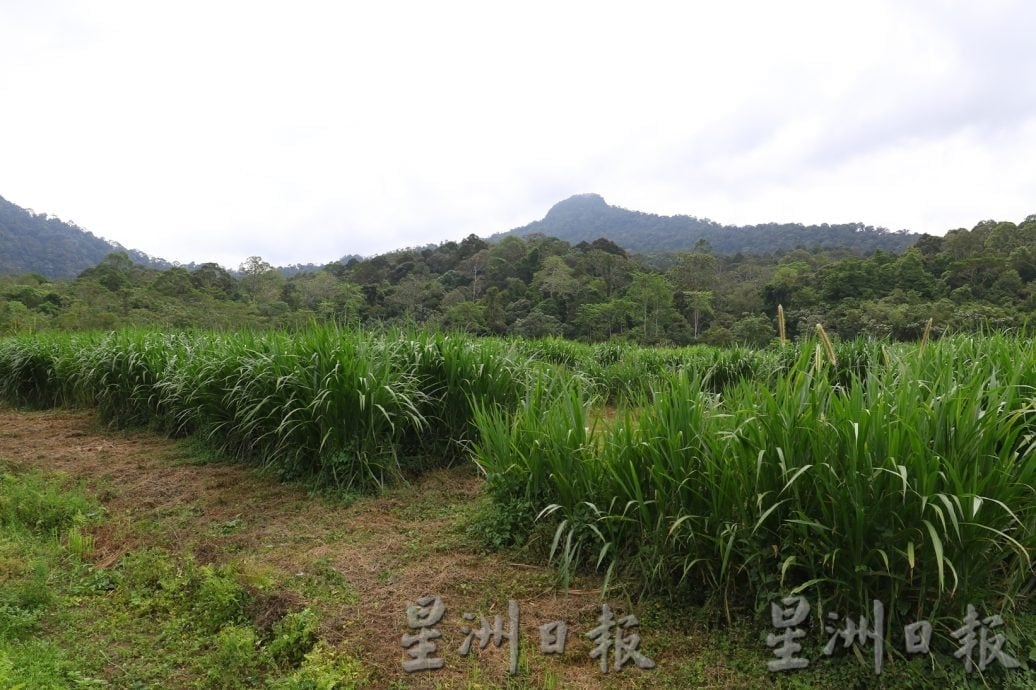 （已签发）柔：封面特稿：柔野象庇护中心   有望明年第3季开放参观