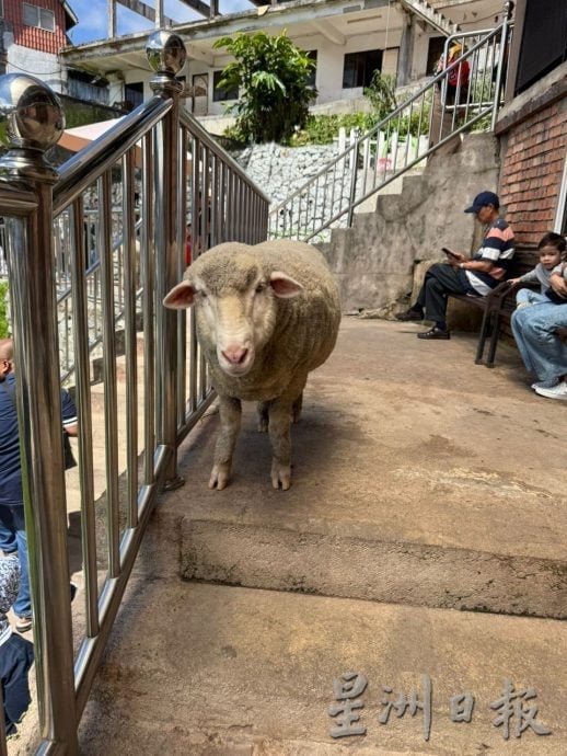 金马仑最低温摄氏14度 凉飕飕避暑好地方 