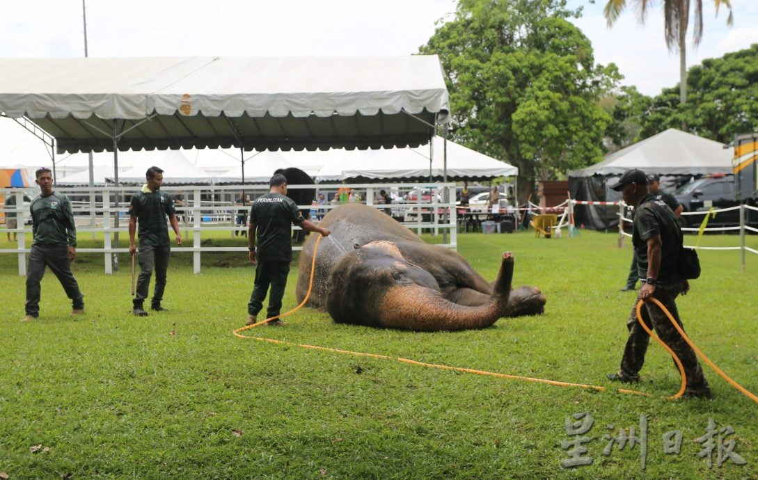 大象萌兽嗨翻全场 霹畜牧农业展火热引爆