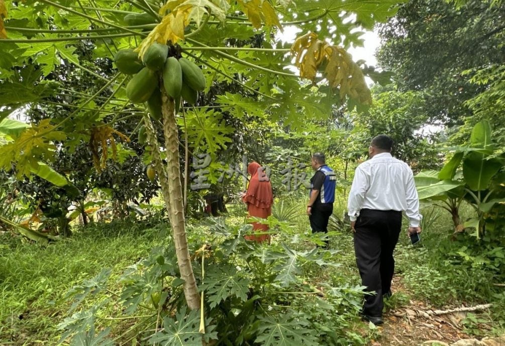 （古城版）市政厅8次“后巷空空”行动，打击非法种植和畜牧，减缓蚊症问题